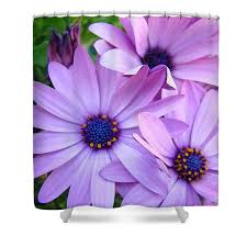 Find lavender plants in canada | visit kijiji classifieds to buy, sell, or trade almost anything! Daisies Lavender Purple Daisy Flowers Baslee Troutman Shower Curtain For Sale By Patti Baslee