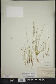 Image result for Schoenoplectiella juncea