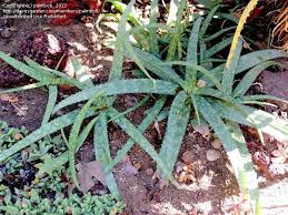 Image result for Aloe cameronii × greatheadii