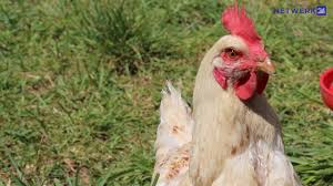 Is Dit Hoe Gesonde Hoenders Moet Lyk Youtube