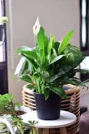 Read this detailed peace lily plant care guide to learn everything you need to know about caring for them. Peace Lily From The Naked Collection Pine Sg