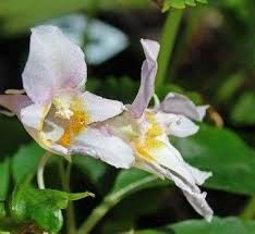 Image result for Balsaminaceae