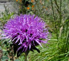 Image result for Landolphia villosa