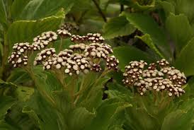 Image result for Psiadia punctulata