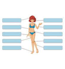 Human muscles · july 31, 2021. Body Parts Blank Vector Images Over 120