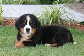 $1295.00 aaronsburg, pa bernese mountain dog mix puppy. 58fzql08huoetm