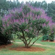 Multi Trucked Chaste Tree Chaste Tree Vitex Tree Chaste Tree Berry