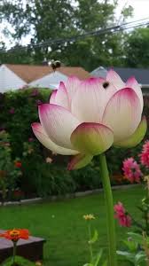 Bumble bees in lotus... follow me for more relaxing garden contant 🌸🐝  Side note, how absolutely beautiful is this music!?! 💗, #buffalogardener  #zone6garden #lotusflower #bumblebee