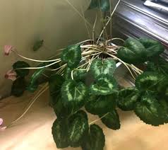 Identify plants, flowers, weeds, trees; I Need Help In Identifying This House Plant I Was Told It Was A Begonia But Gardening Landscaping Stack Exchange