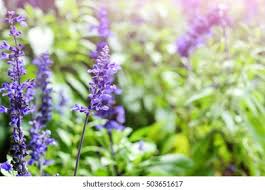 Image result for Plectranthus fruticosus