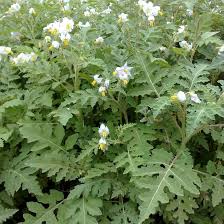 Image result for Solanum richardii