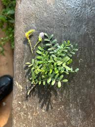 Image result for Aeschynomene mossambicensis