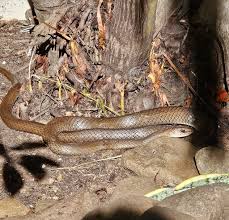 Image result for Dissotis melleri