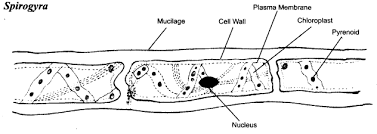 Check spelling or type a new query. Ncert Solutions For Class 8 Science Microorganisms Friend And Foe 1 Ncertsolutions Cbseclass8science Ncertclass8science Learncb Class 8 Solutions Class