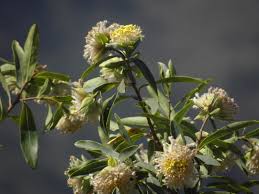 Image result for Gnidia