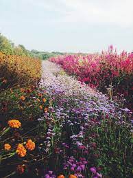 Flowerfield Wild Flowers Plants Beautiful Flowers