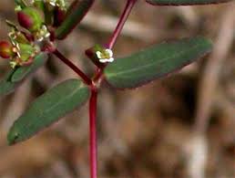 Image result for Euphorbia hyssopifolia