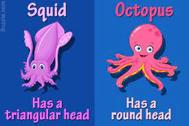 Pin By Debora Kovacs On Natural Beauty Octopus Squid Octopus Pictures