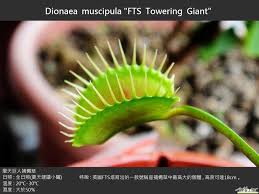 We'll have to wait for micropropagation of the tissue of the original big jaws plant (or one of its natural divisions) before it can be obtained. Dionaea Muscipula Fts Towering Giant Giant Venus Fly Trap Seeds