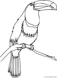 Educational games and activities to play online. Realistic Toucan Coloring Page Coloringall