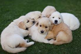 Find the perfect labrador retriever puppy for sale in south carolina, sc at puppyfind.com. How To Sell Puppies Lovetoknow