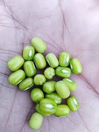 Mudga ), monggo, or munggo (philippines), is a plant species in the legume family. Mung Bean Wikipedia