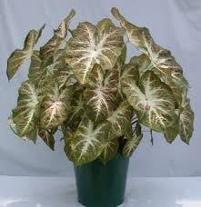 Maybe you would like to learn more about one of these? A Case For Caladiums Greenhouse Grower