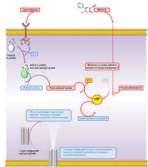 Image result for Milrinone