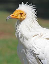 The nest is an untidy platform of twigs on a cliff edge or in the fork of a tree. Portrait Of Egyptian Vulture Weird Birds Pet Birds Vulture