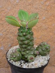 Image result for Monadenium hirsutum