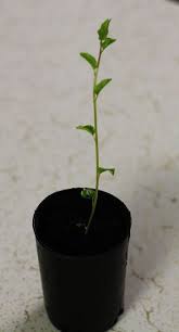 The chilling period occurs after the fruit portion is ripe. How To Grow Apricot Trees From Seed Apricot Tree Growing Fruit Trees Growing Tree