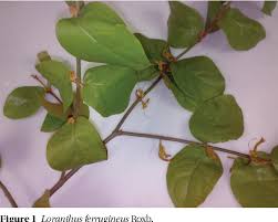 Image result for Phragmanthera capitata