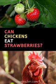 They will consume almost anything you feed them and will not take away most of your attention. Can Chickens Have Strawberries You Might Be Surprised Canned Chicken Chickens Chickens Backyard