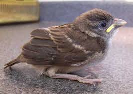 House Sparrow Nests Eggs And Young Photos