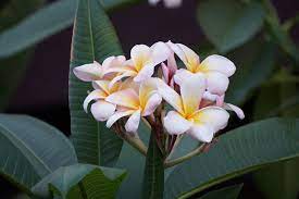 One Of Hawaii S Most Iconic Symbols Is The Plumeria Flower You Can Wear It As Lei Around Your Neck Or Up Plumeria Sweet Fragrances Scented Floating Candles