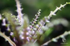 Image result for Pogostemon rogersii
