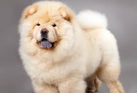 21 Dog Breeds That Look Like Bears Or Teddy Bears Playbarkrun