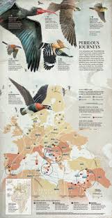 Why Do Birds Fly South For The Winter Biology Science And Technology Infographics August 2013 Visualoop Concept Art Digital Infographic Scientific Illustration
