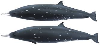 BEAKED WHALES (Ziphiidae)