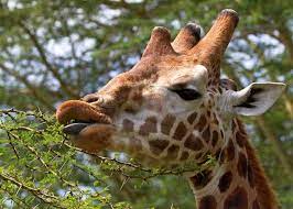 Check spelling or type a new query. 9 Giraffe Tongue Facts Color Length 4 Features Storyteller Travel