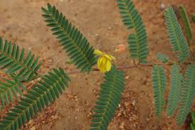 Image result for Chamaecrista biensis