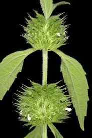 Image result for Leucas capensis