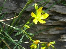 Image result for Hypericum quartinianum