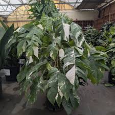 The Plant Stand of Arizona