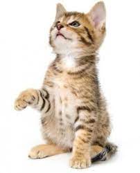 aargauischer tierschutzverein ats tiere tierheim tierschutz