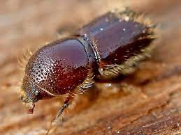 Hier erfahren sie, welche anzeichen auf einen befall hindeuten und wie sie ihre kiefer vor dem schädling retten. Borkenkafer 2019 Wie Kann Man Ihn Bekampfen Und Warum Ist Er So Gefahrlich