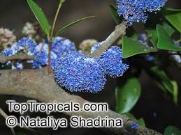 Image result for Memecylon