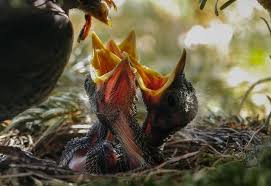 What Do Blackbirds Eat Blackbird Diet List Bird Feeder Expert