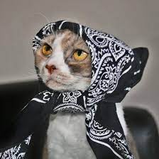Babushka Cats That Look Like Old Russian Ladies In 2021 Cats Beautiful Cats Cute Cats