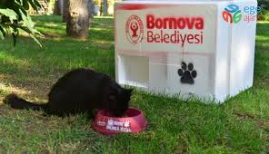 Kis Icin Kedi Evleri Hazir Ege Ajans Com Haberin Merkezi Son Dakika Haberler